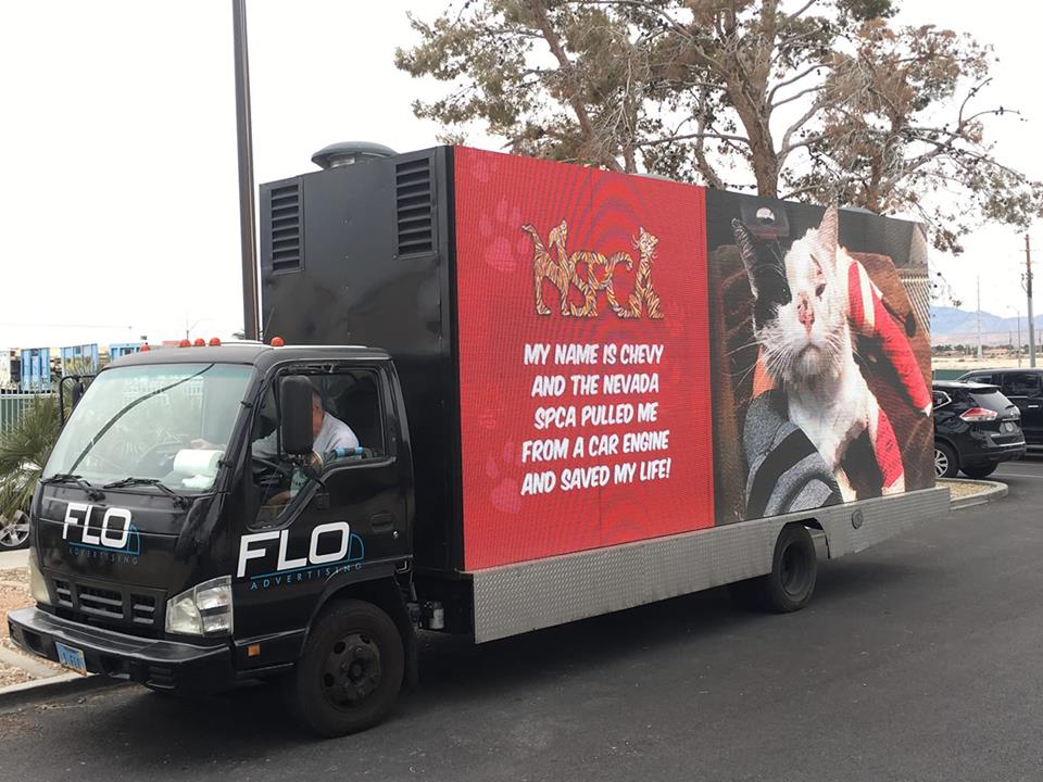 NSPCA and FLO Advertising Team Up to Save Animals In Need